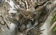 Tent Caterpillar